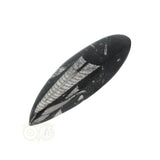 Orthoceras Fossiel geslepen Nr 19