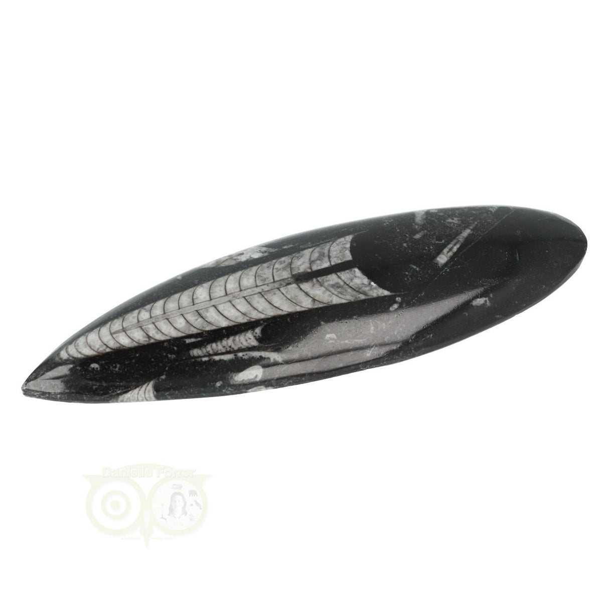 Orthoceras Fossiel geslepen Nr 19