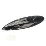 Orthoceras Fossiel geslepen Nr 19