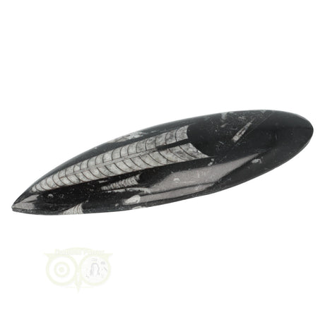 Orthoceras Fossiel geslepen Nr 19