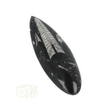 Orthoceras Fossiel geslepen Nr 19