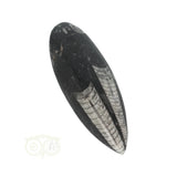 Orthoceras Fossiel geslepen Nr 24