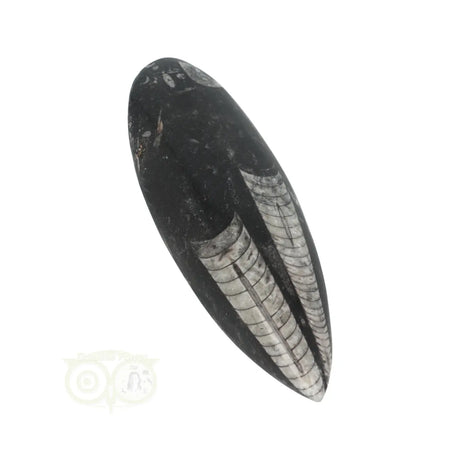 Orthoceras Fossiel geslepen Nr 24