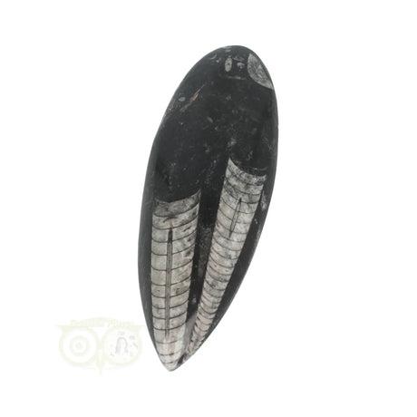 Orthoceras-Fossil, poliert, Nr. 24