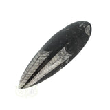 Orthoceras Fossiel geslepen Nr 24