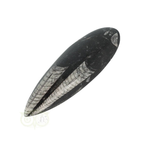 Orthoceras-Fossil, poliert, Nr. 24