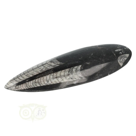 Orthoceras-Fossil, poliert, Nr. 24