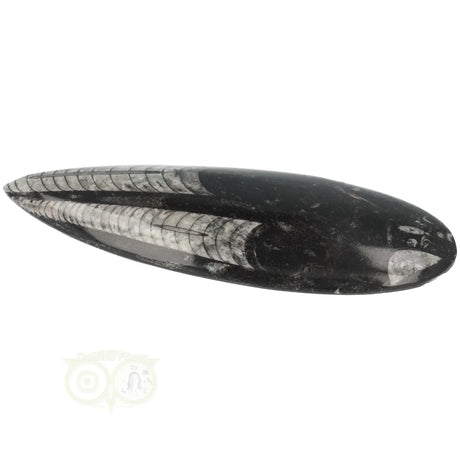 Orthoceras-Fossil, poliert, Nr. 24