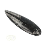 Orthoceras Fossiel geslepen Nr 24