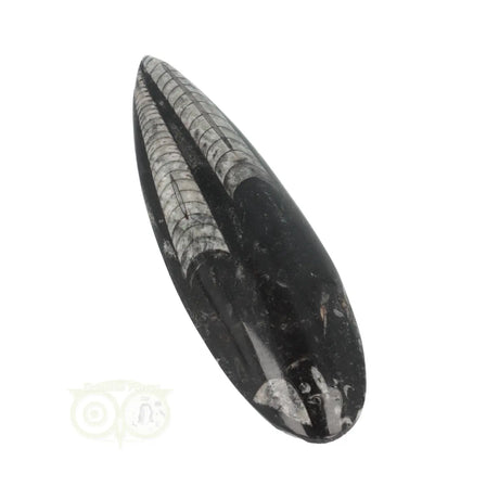 Orthoceras-Fossil, poliert, Nr. 24