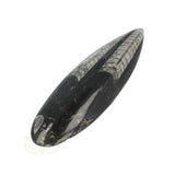 Orthoceras Fossiel geslepen Nr 24