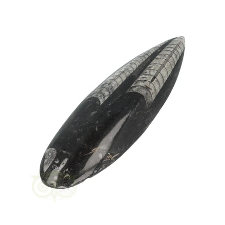 Orthoceras-Fossil, poliert, Nr. 24