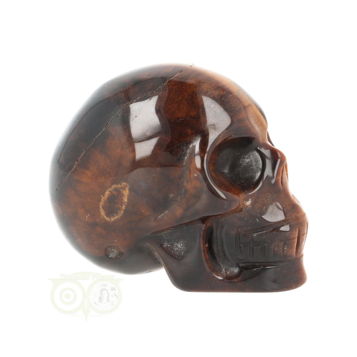 Tijgeroog schedel  Nr 19