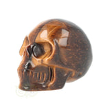 Tijgeroog schedel  Nr 19