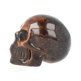 Tijgeroog schedel  Nr 19