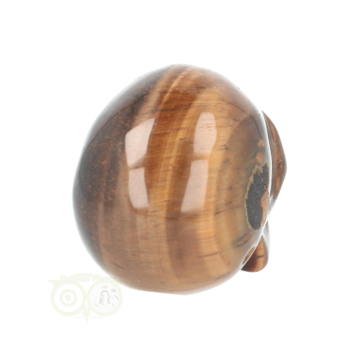 Tijgeroog schedel  Nr 20